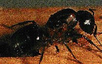 Carpenter Ant