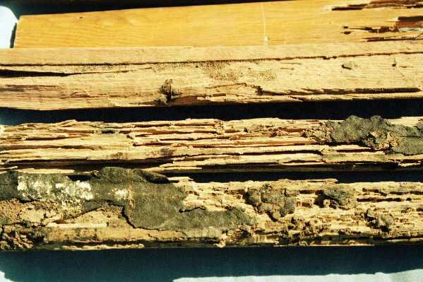 Termite damage to hardwood flooring